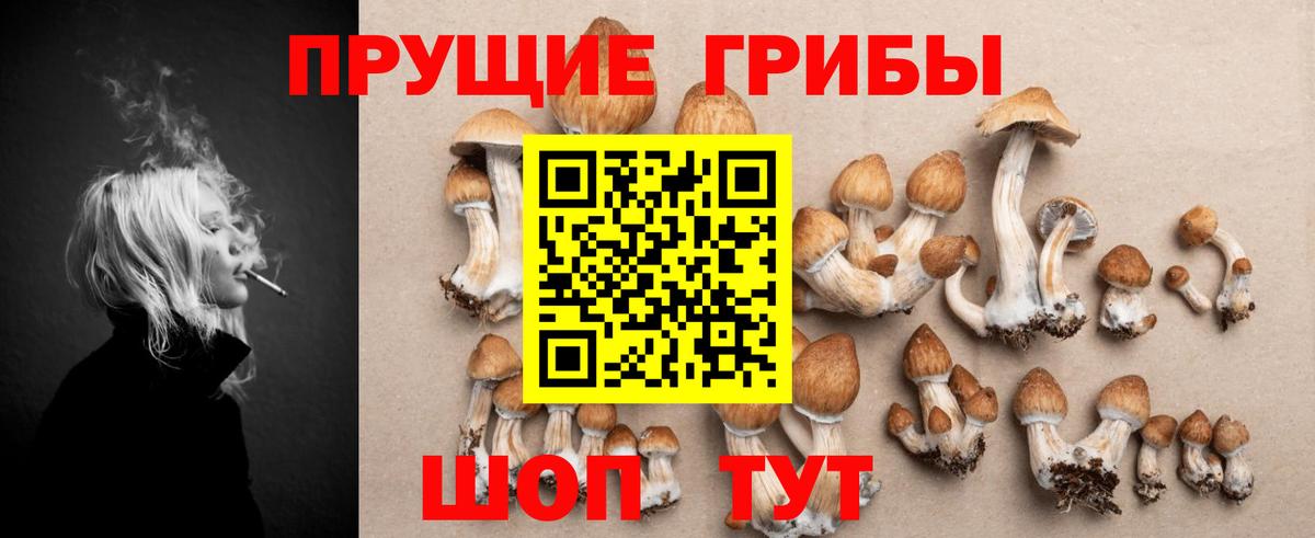 Электрогорск  Псилоцибиновые грибы Psilocybe  Вход с VPN 